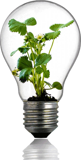 A lightbulb with a growing plant inside of it.