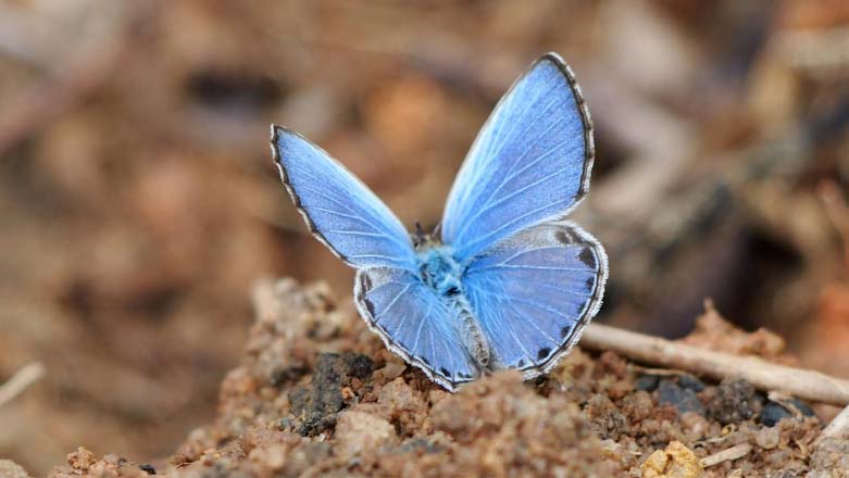 A blue butterfly sitting on a rock.