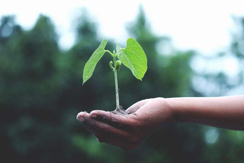 A person holding a plant.